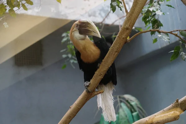 Den Orientaliska Pied Hornnäbb Gren Naturen — Stockfoto