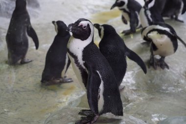 Penguenler karda oynar