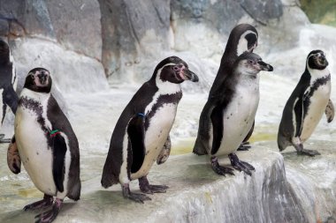 Penguenler karda oynar