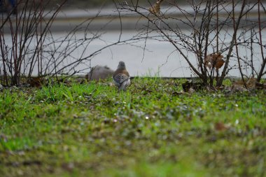 Gri günde nehir kıyısında kuş gözleme
