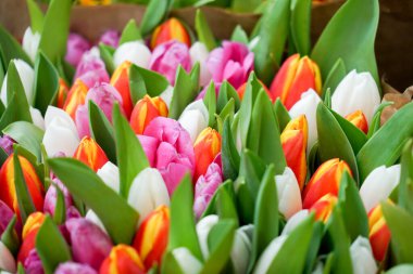 Bir sürü renkli menekşe rengi, sarı lale çiçekleri, çiçek arkaplanı olan bahar çayırı.