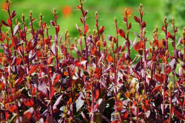 Kırmızı yapraklı Bush