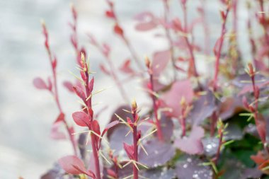 Sonbahar manzarası, güneş ışınlarında kırmızı yaban mersini çalısı
