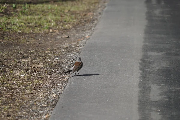 a bird runs on the asphalt