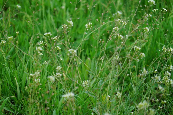 Textur Der Grünen Wiese Mit Weißen Blüten — Stockfoto