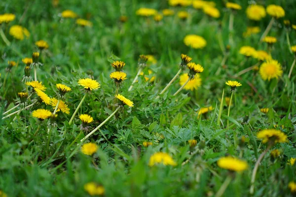 Yellow Dandelion Flower Dandelion Meadow Blooming Dandelions Meadow Flowers Summer — Stock Photo, Image