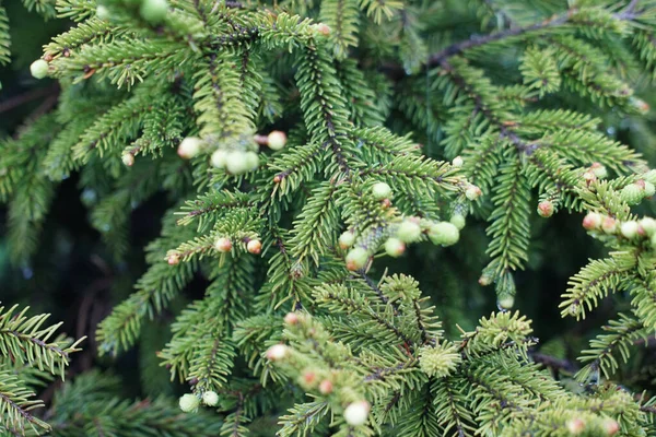 Green Needles Pine Tree Natural Background — Stock Photo, Image