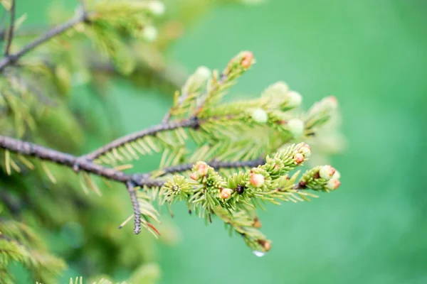 Yeşil Çam Ağacı Ğneleri Doğal Arkaplan Olarak — Stok fotoğraf
