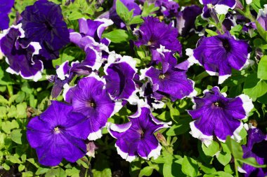 Kadife petunya çiçekli doku arka planı