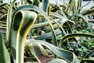 Agave bitkileri, palmiyeler ve tropik bahçedeki sulu bitkiler. Bitkilerin soyut deseni