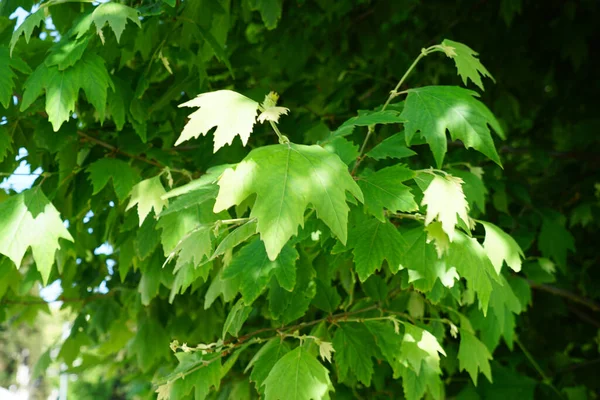 Groene Esdoorn Bladeren Een Boom Tak — Stockfoto