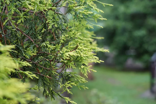 Groene Naalden Van Dennenbomen Als Natuurlijke Achtergrond — Stockfoto