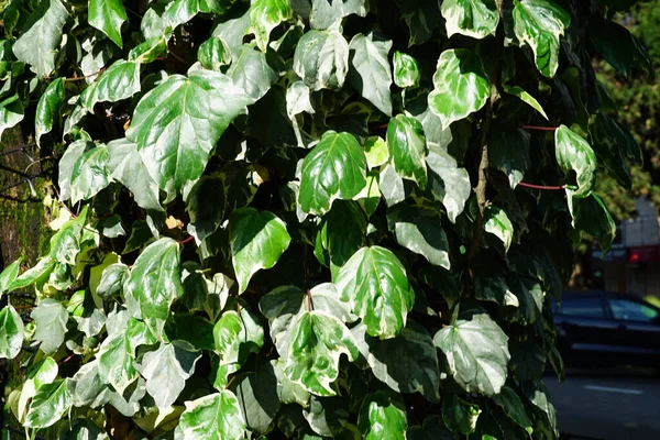 Groene Bladeren Natuurlijke Achtergrond — Stockfoto