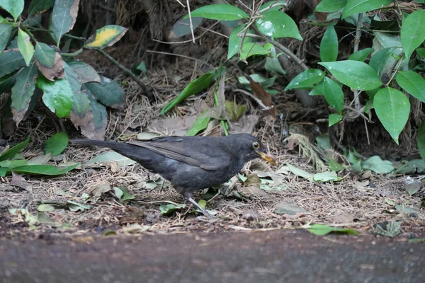 Superbe Merle Mâle Turdus Merula Perché Sur Une Clôture — Photo