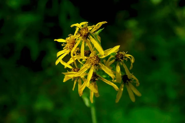 Жовті Дикі Квіти Жовті Літні Квіти Літні Луги Лугові Квіти — стокове фото