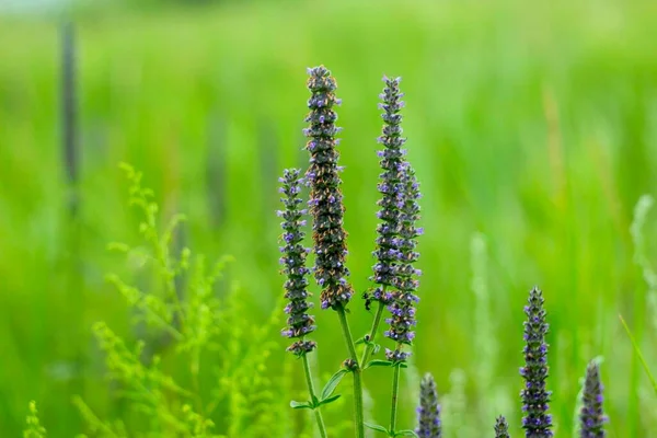 Abelha Flores Lavanda Fundo Verde — Fotografia de Stock