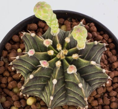 Melez kaktüsünün üst görüntüsü