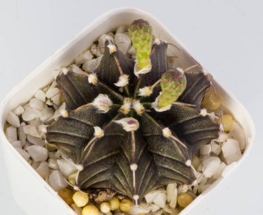 Melez kaktüsünün üst görüntüsü