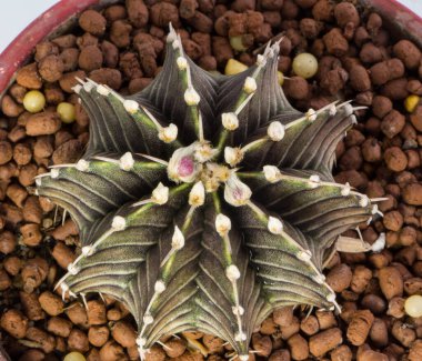 Melez kaktüsünün üst görüntüsü