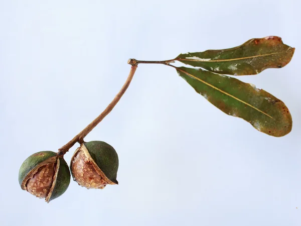 Macadamia — Foto Stock