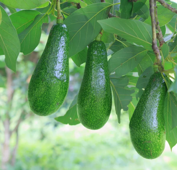 Avocado인터넷 연결을 통해 쇼핑. simle 라인 디자인 일러스트 레이 션 — Foto Stock