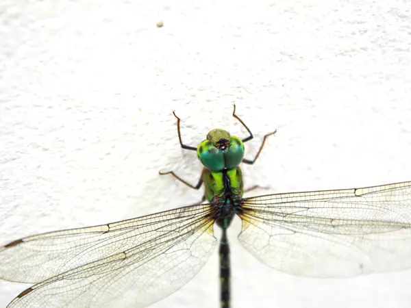 Dragonfly on the wall — Stock Photo, Image