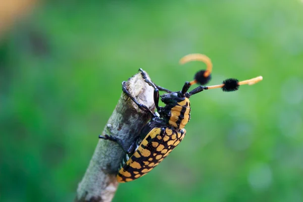 Besouros em ramos — Fotografia de Stock