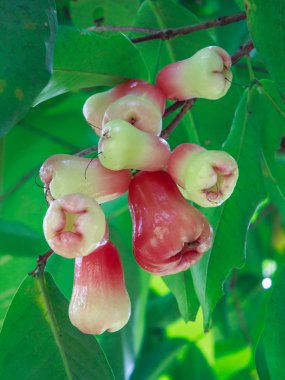 Rose elma ağacı üzerinde