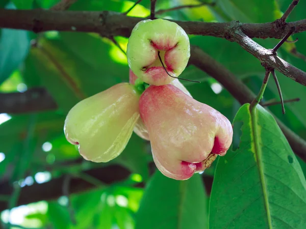 Rose appels op boom — Stockfoto