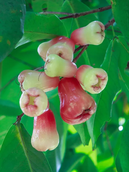 Rose apples on tree — Stock Photo, Image