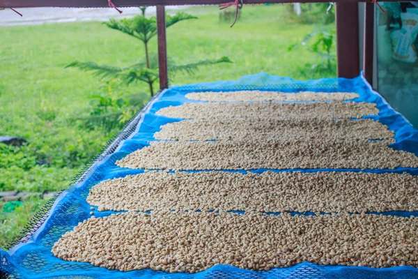 Secagem de grãos de café — Fotografia de Stock