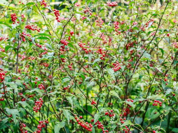 Las semillas de flores rojas en el jardín — Foto de Stock