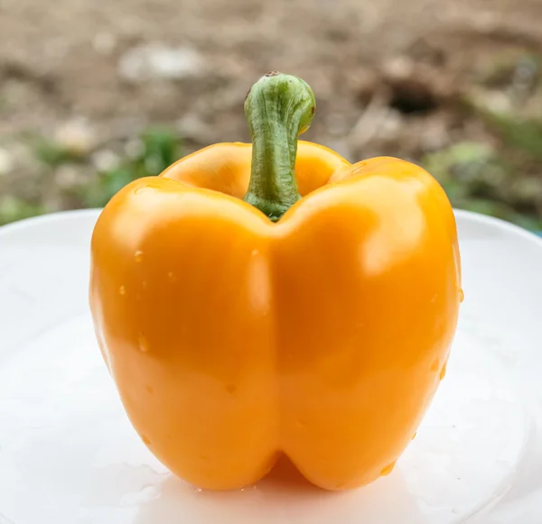 Pimientos de naranja — Foto de Stock