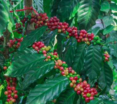 kahve ağacı üzerinde