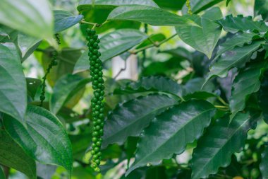 peper ağaç üzerinde yeşil peper