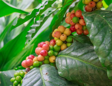 kahve ağacı üzerinde