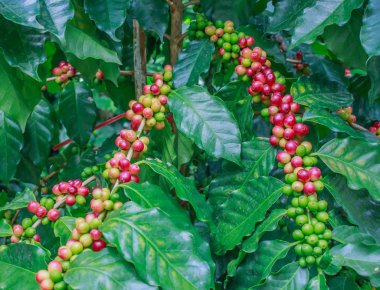 kahve ağacı üzerinde