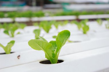 Suda büyüyen bitkiler mineral besin solu kullanarak yöntemi