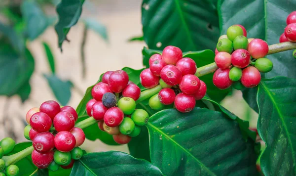 Koffie op boom — Stockfoto