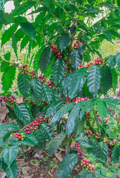 Café na árvore — Fotografia de Stock