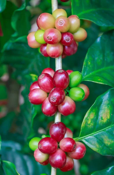 Kaffe på träd — Stockfoto