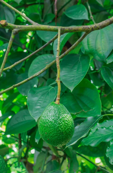 Avokado på träd — Stockfoto
