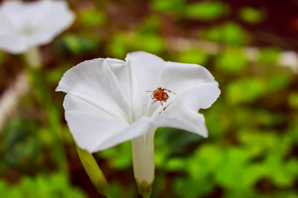 Aranha senta-se na glória da manhã — Fotografia de Stock