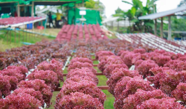 Hydroponics metode til dyrkning af planter ved hjælp af mineralske næringsstoffer solu - Stock-foto