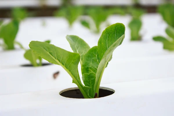 Método hidropónico de cultivo de plantas utilizando nutrientes minerales solu — Foto de Stock