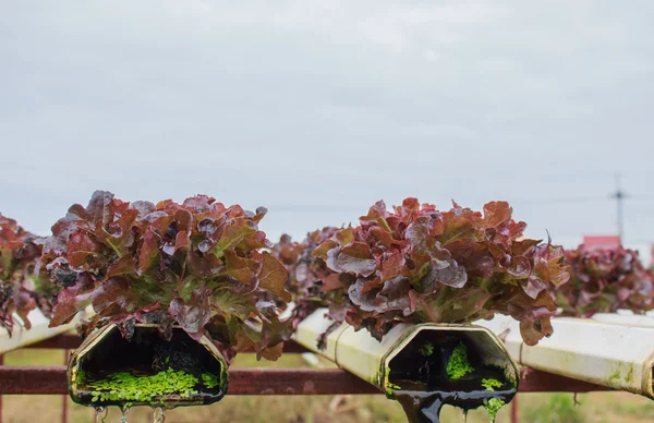 Hydroponics method of growing plants using mineral nutrient solu — Stock Photo, Image