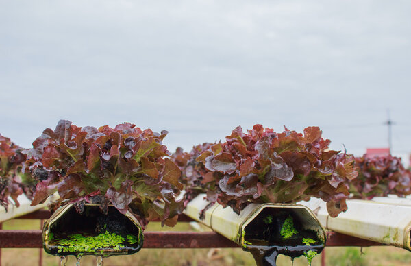 Hydroponics method of growing plants using mineral nutrient solu