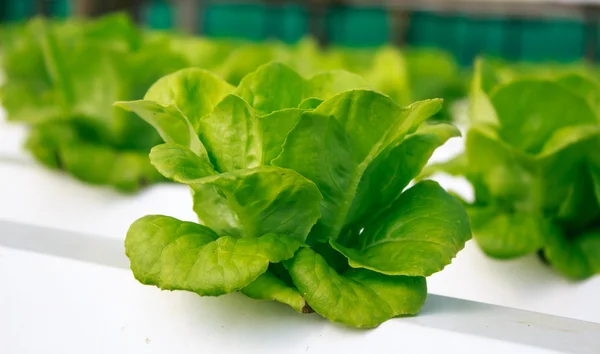 Frischer Butterkopfsalat, Biorahmen — Stockfoto