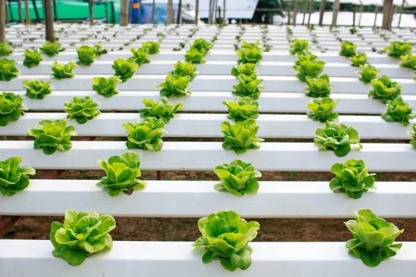 Färska butterhead sallad sallad, organiska Fram — Stockfoto