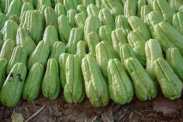 The Green  chayote — Stock Photo, Image